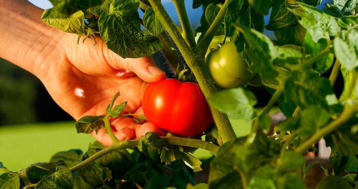Debe existir mayor certeza para los productores de tomate en Guanajuato
