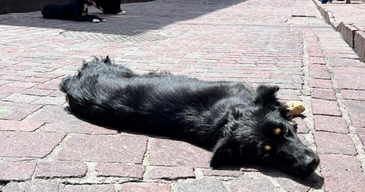 Trabaja Ayuntamiento capitalino, en la renovación del reglamento para proteger a los animales