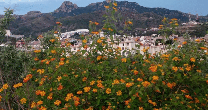 Flor Silvestre y Campesina…