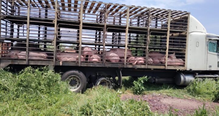 Recuperan 140 porcinos valuados en 650 mil pesos y detiene a dos hombres en Abasolo 