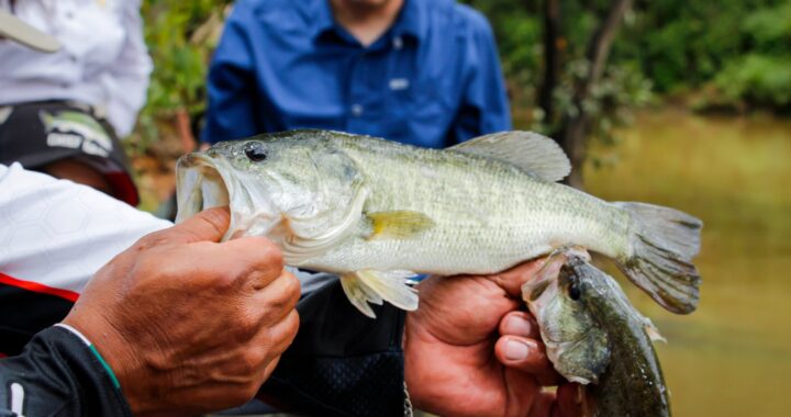 Proyecto de banco de peces de la capital, beneficiará a 30 productores