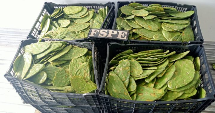 Recuperan camión refrigerado con 2 mil 700 productos agrícolas en el municipio de Ocampo