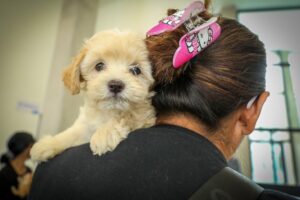 Anuncian campañas de adopción de animales de compañía en marzo y abril