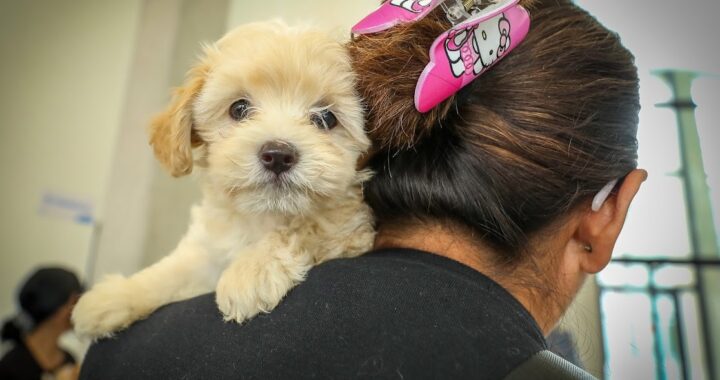 Hospital de Mascotas León 450 amplía personal ante alta demanda en urgencias
