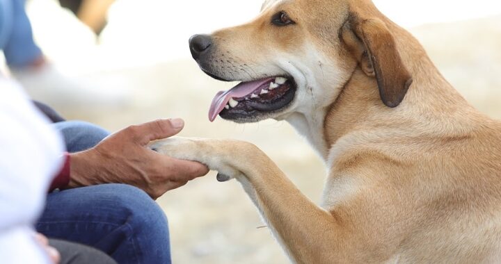 Concretan foros estatales sobre bienestar animal