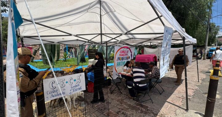 Triunfa el “Adoptón” en la Ex Estación, cuatro gatos y un perro estrenarán un nuevo hogar