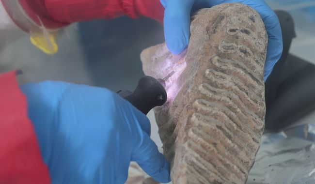 ESTUDIO INTERDISCIPLINARIO DEVELA PARTICULARIDADES DEL ADN DEL MAMUT COLOMBINO DE LA CUENCA DE MÉXICO