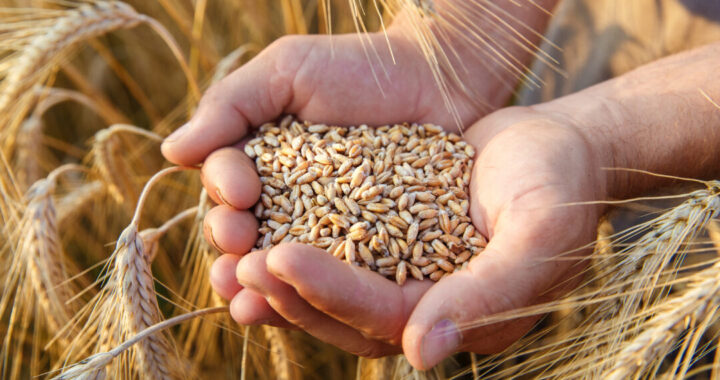 Productores de trigo sin ser apoyados con el «precio de garantía»