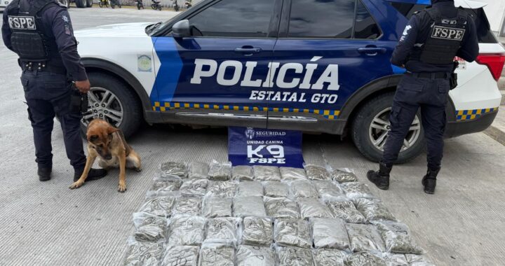 Frustra oficial canino Evetke envío de 20 kilos de marihuana a través de paquetería en León