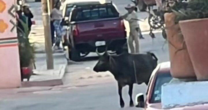 Guanajuato tiene que evolucionar en el traslado del ganado