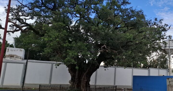 Reviven la historia y reproducen 260 hijos del árbol donde Miguel Hidalgo hizo las cartas de intimación