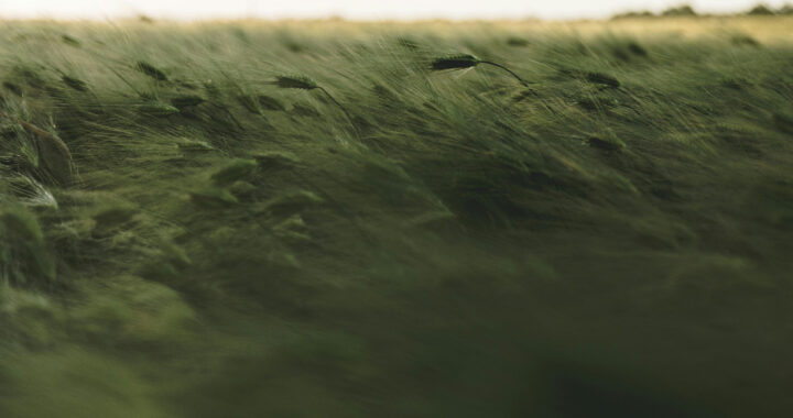 UG: se registran temperaturas mínimas de hasta 1°C y vientos fríos en Guanajuato