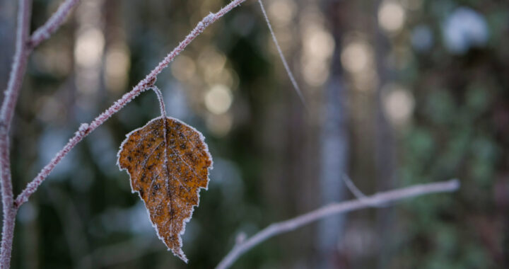 UG: se esperan heladas de hasta -5 °C en la primera quincena de noviembre