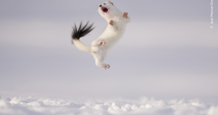 Recibe Iconográfico exposición del célebre certamen Wildlife Photographer of the Year