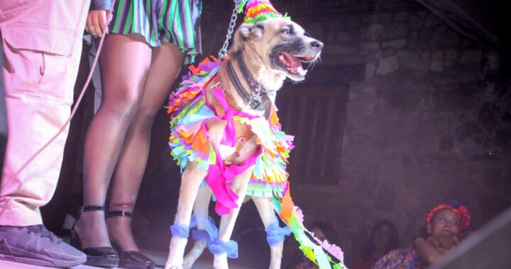 El Festival del “Perror” conquista corazones en Guanajuato Capital