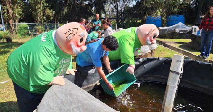 Preliberan mil ajolotes nacidos en la Unidad de Genómica Avanzada del Cinvestav