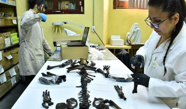 EL INAH REALZA LA IMPORTANCIA DE LA TAFONOMÍA EN CURSO DE CAPACITACIÓN