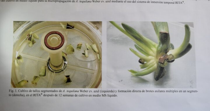 UG, UAA y Unidad del IPN obtienen patente por tecnología de micropropagación del agave