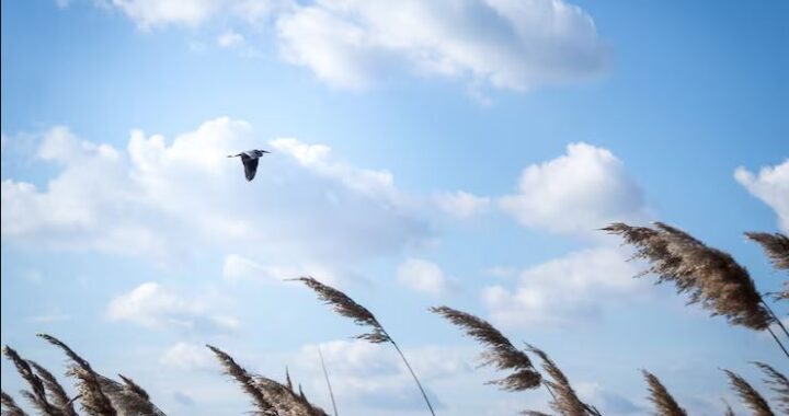 UG: entra diciembre con vientos frescos y lluvia ligera en Guanajuato