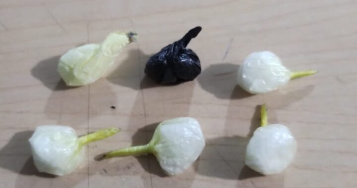 Detienen a dos por posesión de droga en operativos Relámpago y Descuelgue en la capital