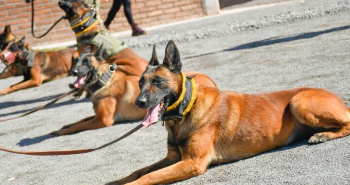 Capacitación y entrenamiento fortalecen al Grupo K-9 de la Policía capitalina