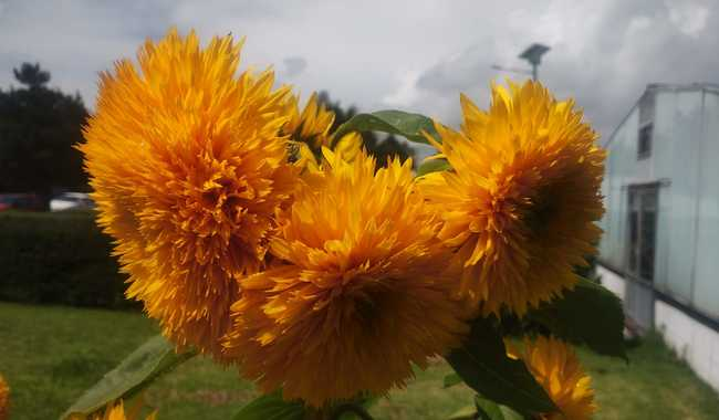 PROYECTO MAZAHUA RESCATA EL USO DE HIERBAS MEDICINALES EN EL ESTADO DE MÉXICO
