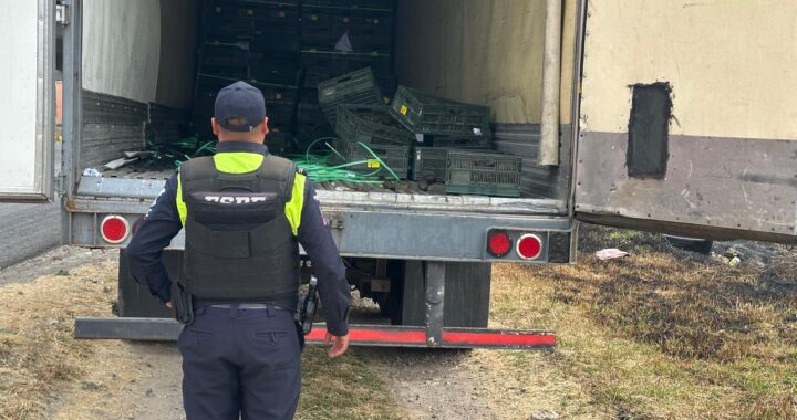 Recuperan caja refrigerada con reporte de robo y 1.5 toneladas de aguacate en Silao