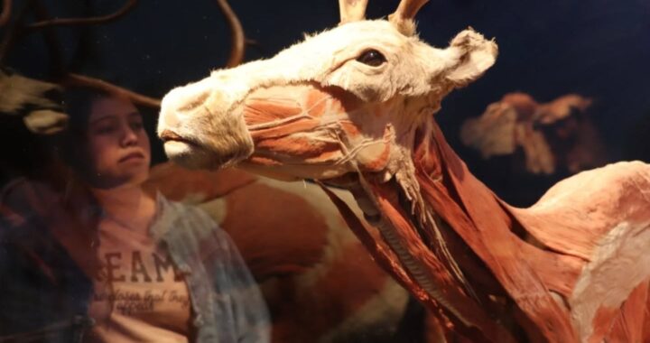 Se acerca cierre de exposición Animal Inside Out en Explora