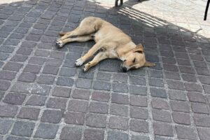Envenenan a 5 perritos en la capital; llaman al cuidado animal