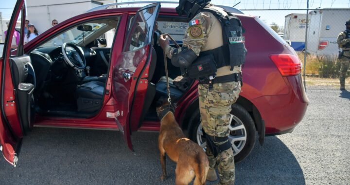 Fortalecen la Unidad K-9 con binomios especializados en detección de drogas, armas y dinero