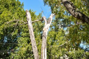 Anuncia alcaldesa programa para el retiro y reposición de árboles