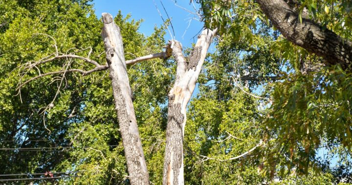 Anuncia alcaldesa programa para el retiro y reposición de árboles