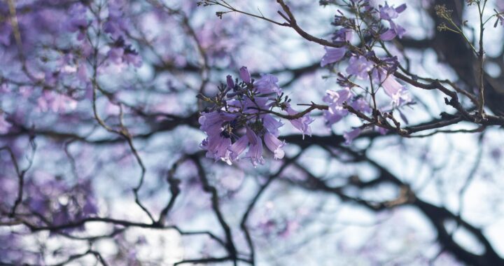 UG: prevén vientos intensos y lluvias ligeras para Guanajuato durante el periodo vacacional