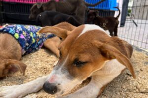 Adoptan familias capitalinas a 112 animales que fueron rescatados de las calles
