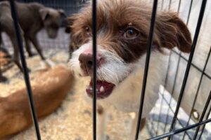 Revisarán el reglamento de protección animal recién autorizado