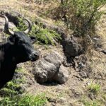 Centros de inspección zoosanitaria de la federación siguen en abandono