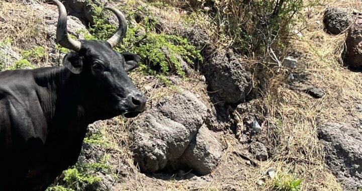 Se han detectado 79 casos del gusano barrenador en la entidad