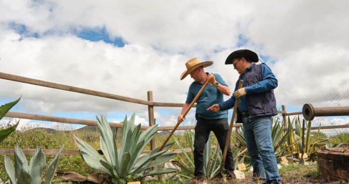 Guanajuato suma 4 municipios más a la denominación de origen mezcal otorgada por el IMPI