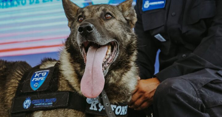 Reconocen y jubilan a 10 perros de la unidad K9 de las FSPE