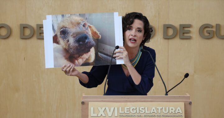 Propone PAN incrementar sanciones contra la crueldad animal