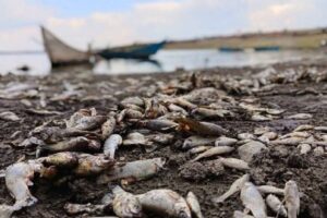 Deben analizarse las causas de muerte de los peces en la presa de La Purísima en la capital