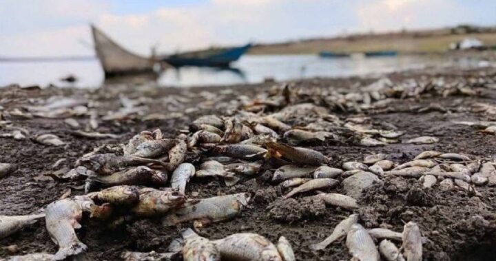 Deben analizarse las causas de muerte de los peces en la presa de La Purísima en la capital