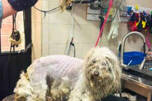 Gobierno capitalino, presentará denuncia ante el MP, por el caso de la perrita maltratada