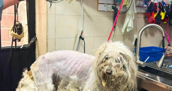 Gobierno capitalino, presentará denuncia ante el MP, por el caso de la perrita maltratada