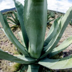 Guanajuato fortalece su liderazgo como referente nacional en la producción de agave tequilero