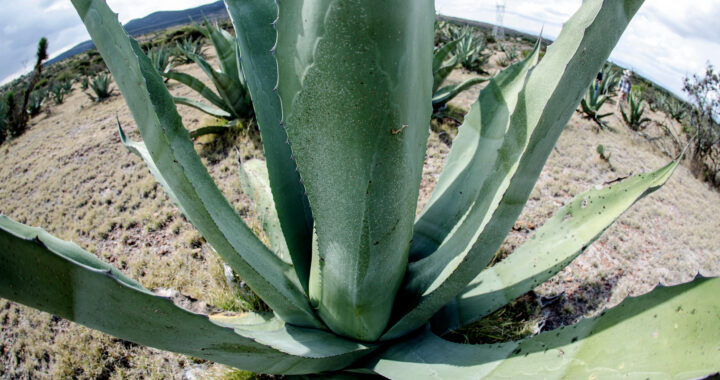 Guanajuato fortalece su liderazgo como referente nacional en la producción de agave tequilero