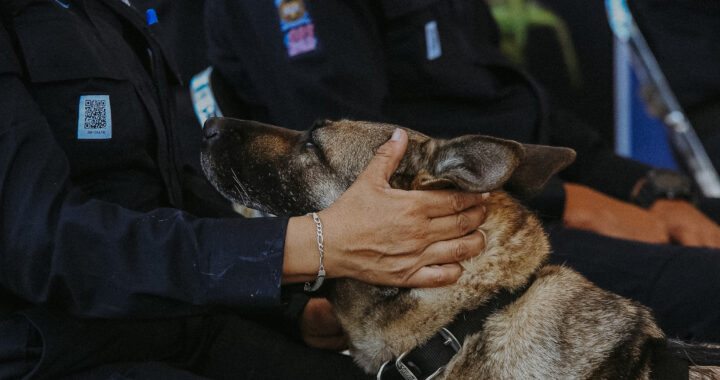 En el Día Mundial del Perro, Guanajuato reconoce a quienes también protegen vidas