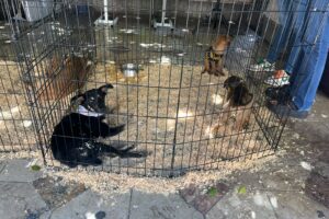 Entra oficialmente en vigor el nuevo reglamento para la protección de los animales