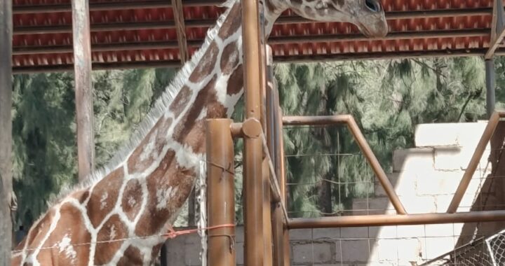 Muere jirafa Oldie por broncoaspiración en Zoológico de León