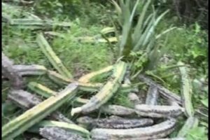 Piden apoyo para rescatar garambullos dañados en la mina de La Garrapata